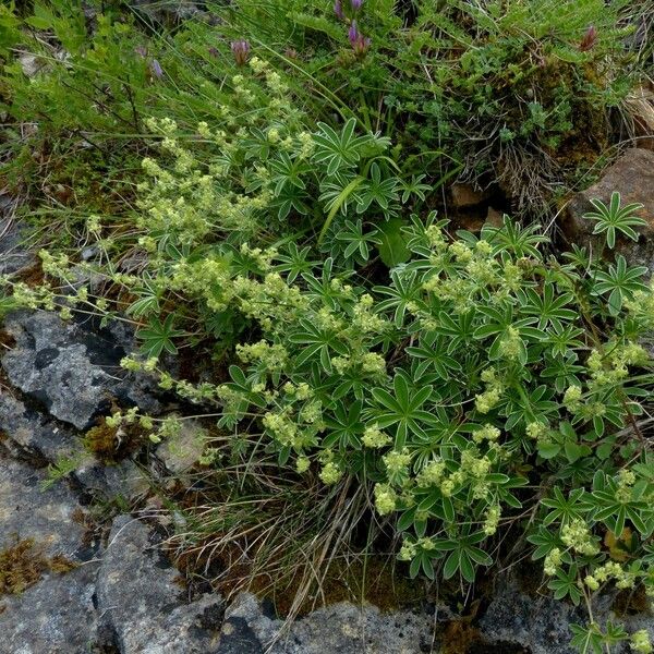 Alchemilla alpigena Virág