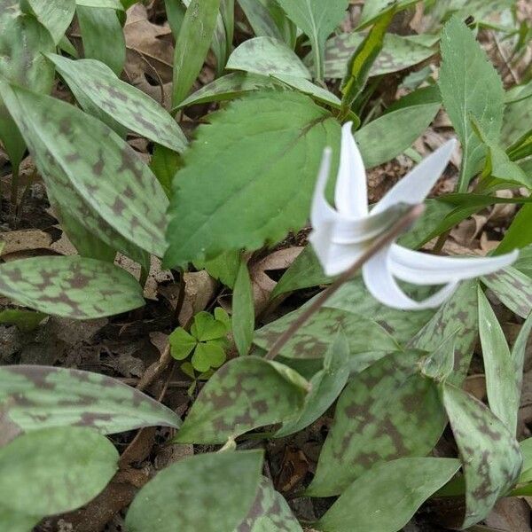 Erythronium albidum Folha