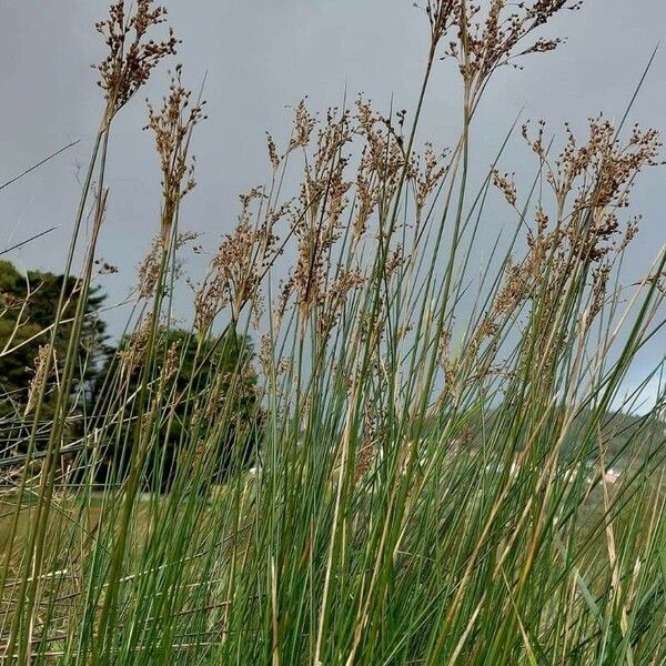 Juncus maritimus Deilen