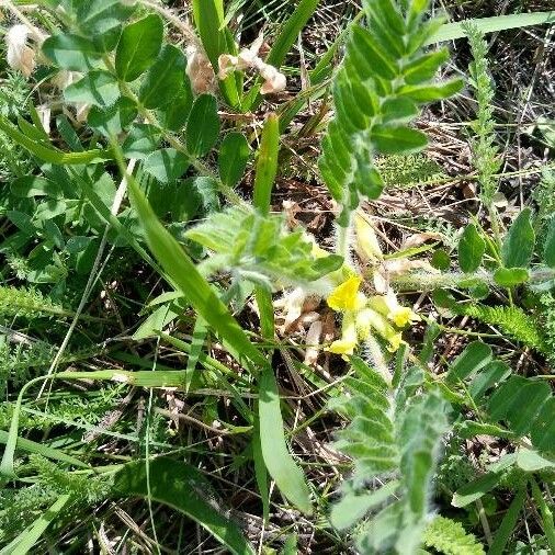 Astragalus exscapus Flower
