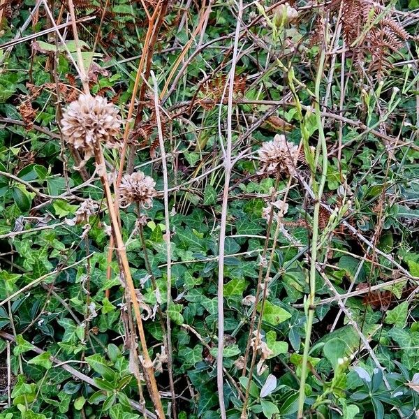 Symphyotrichum subulatum ᱡᱚ