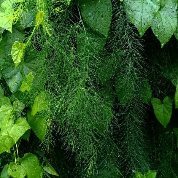 Equisetum sylvaticum Blatt