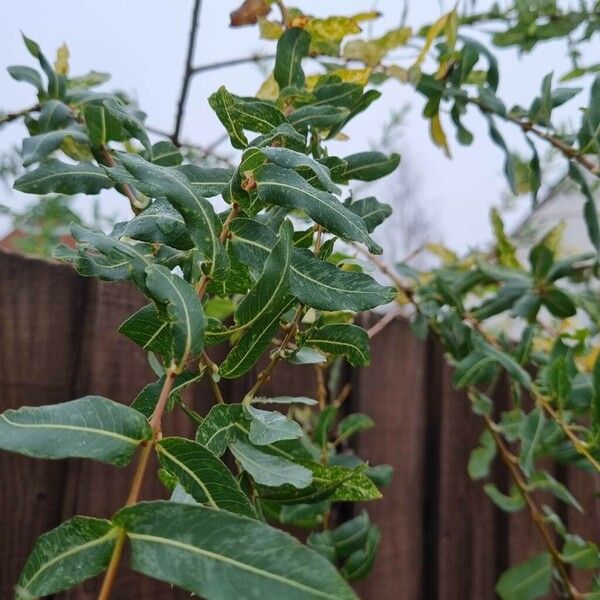 Salix purpurea Costuma