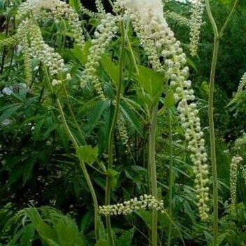 Actaea racemosa Hábito