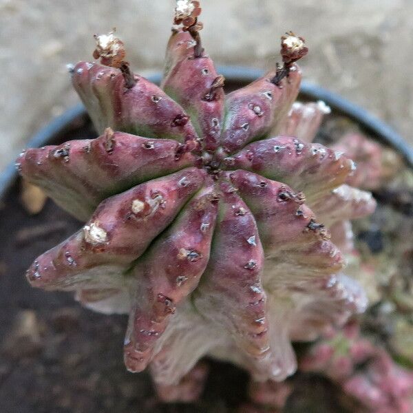 Euphorbia pulvinata পাতা