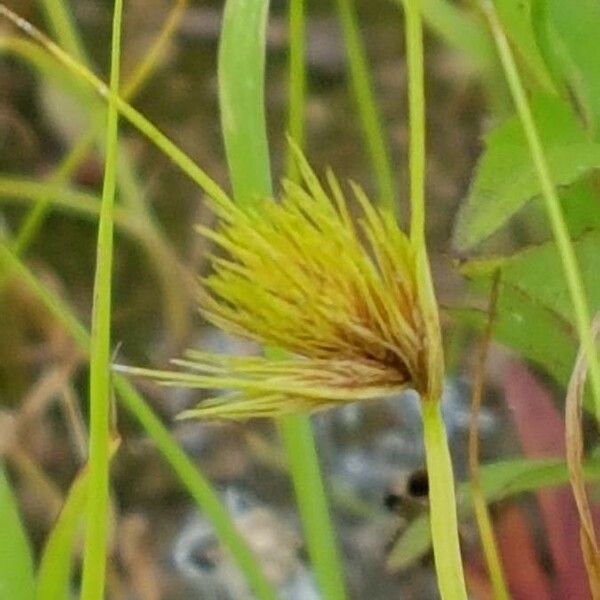 Carex bohemica Žiedas