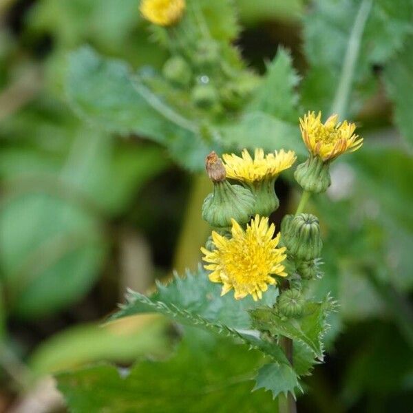 Sonchus asper Staniste