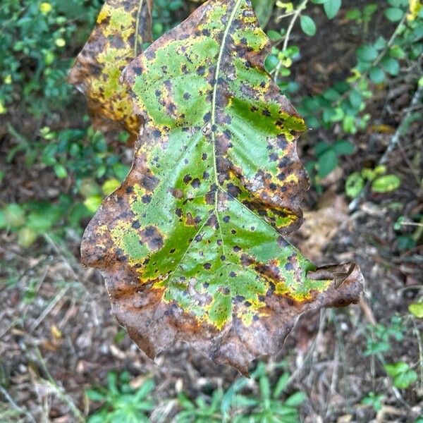 Quercus velutina برگ