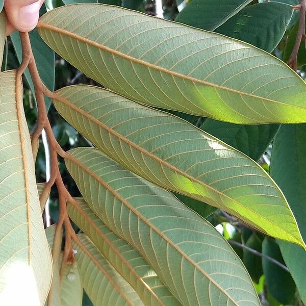 Annona paludosa Fulla