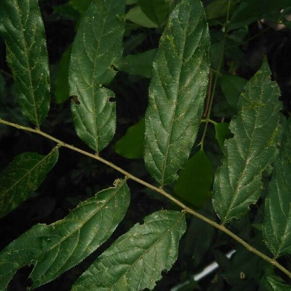 Casearia arborea Blad