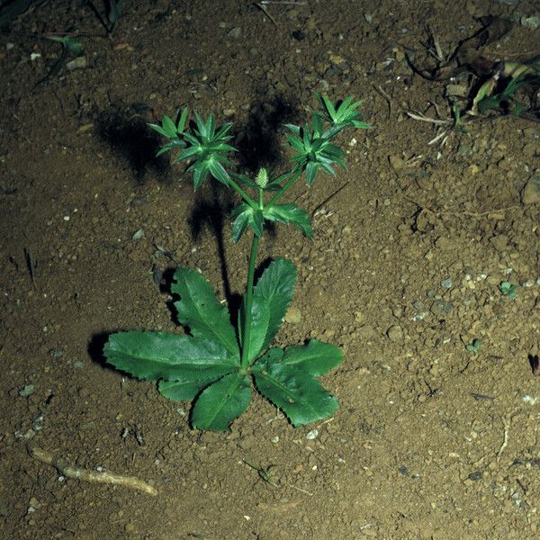 Eryngium foetidum Hábito