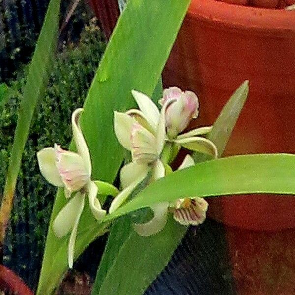 Prosthechea fragrans 花