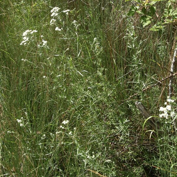 Achillea erba-rotta Habitat