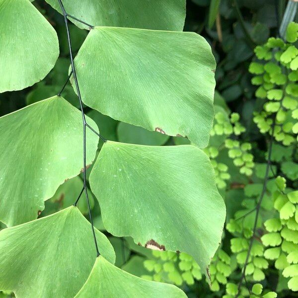 Adiantum peruvianum Leaf