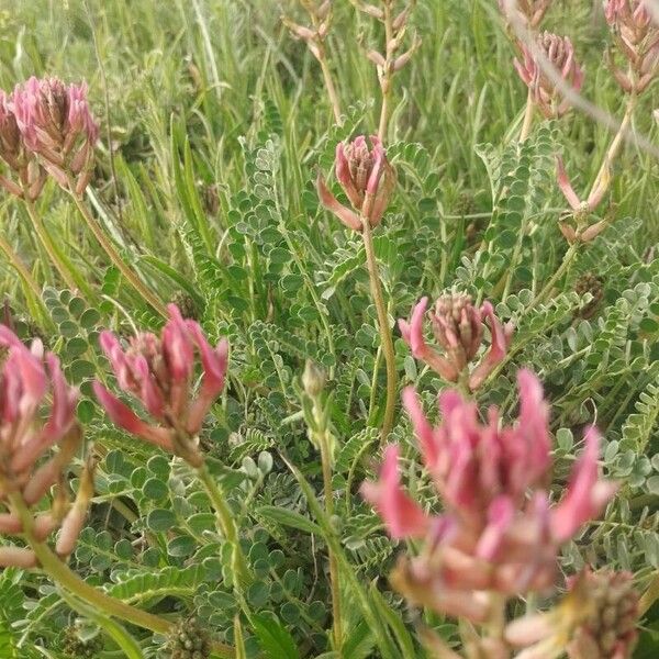 Astragalus incanus Flor