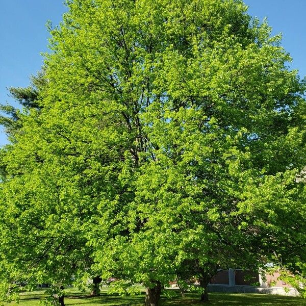 Tilia americana Habitat