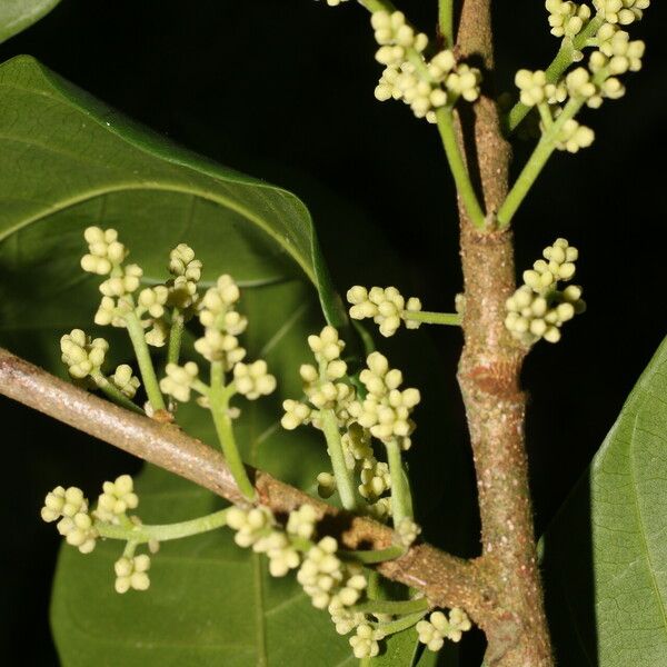 Trichilia pallida Bloem