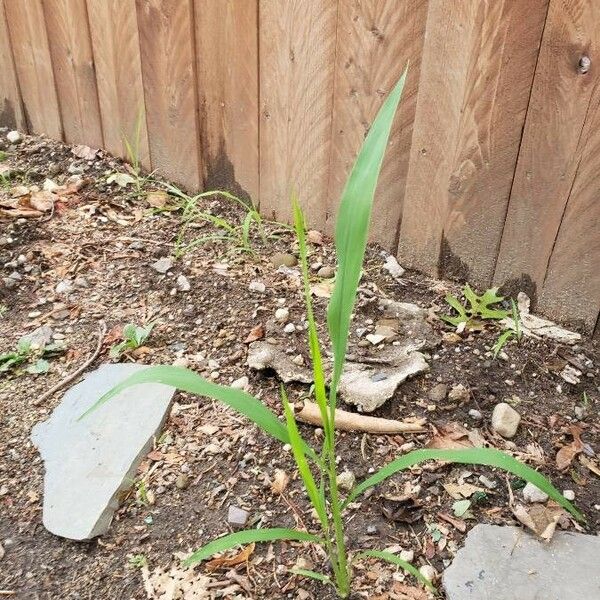 Digitaria sanguinalis عادت داشتن