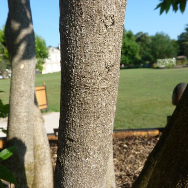 Sapindus saponaria Bark