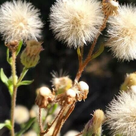 Erigeron acris ഫലം