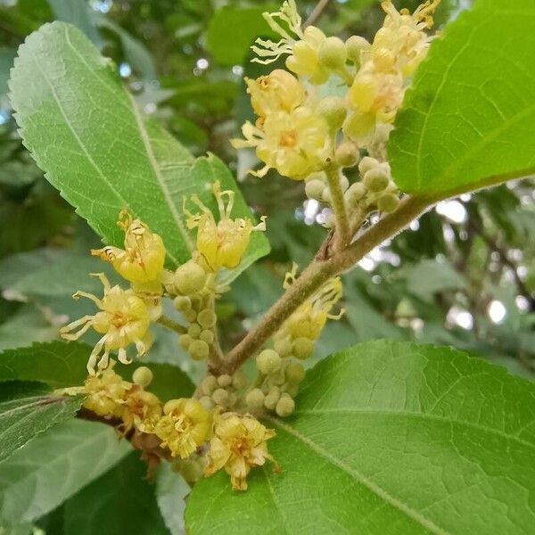 Guazuma ulmifolia Квітка