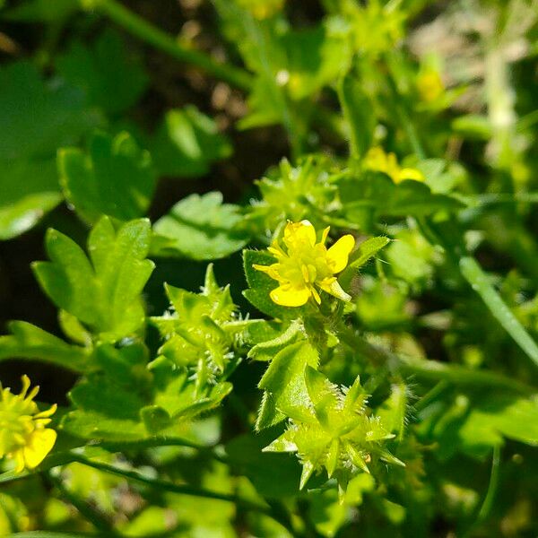 Ranunculus muricatus Flor