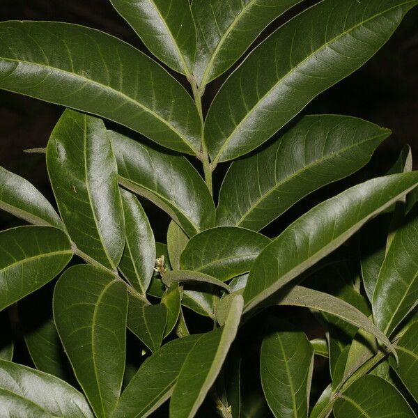 Sapindus saponaria Blatt