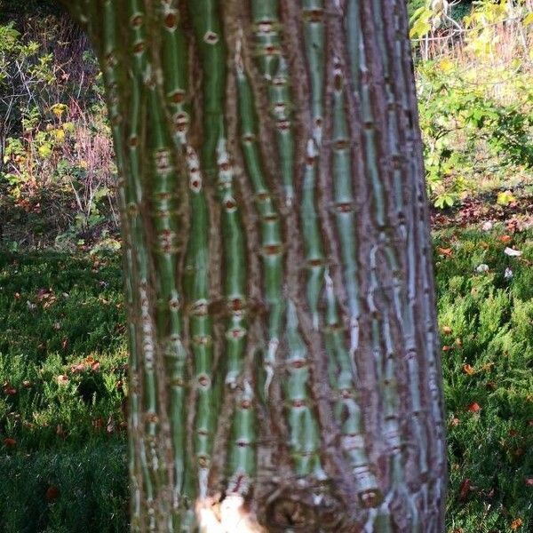 Acer pensylvanicum Bark