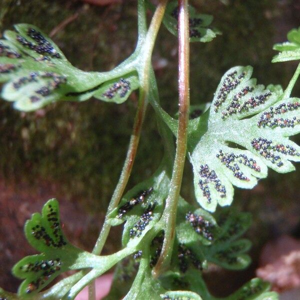 Anogramma leptophylla Άλλα