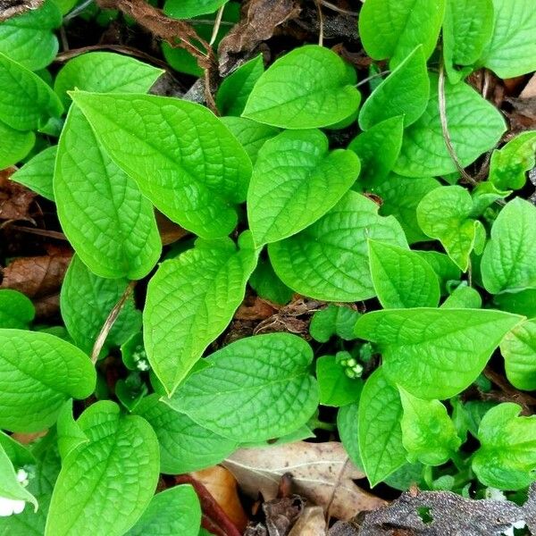 Omphalodes verna ഇല