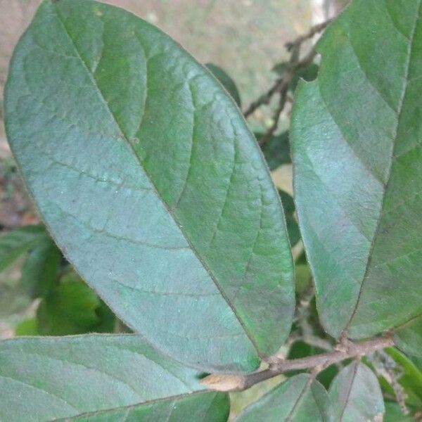 Antidesma bunius Leaf