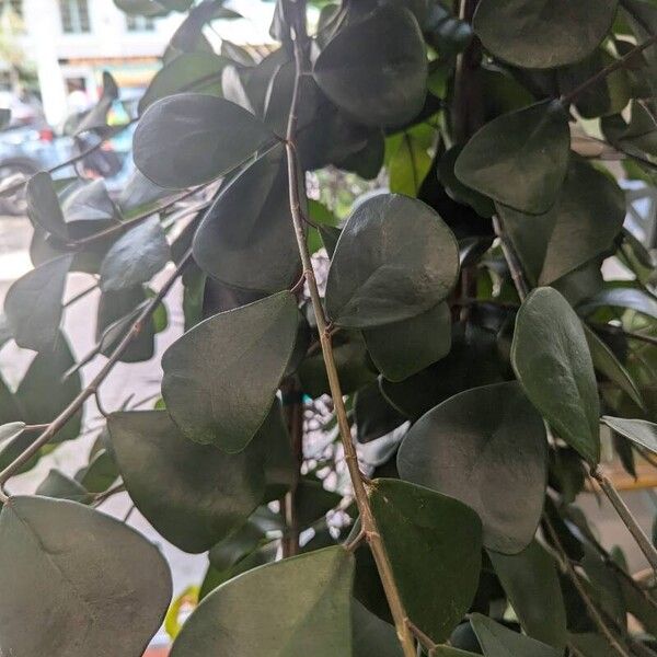 Ficus natalensis 叶