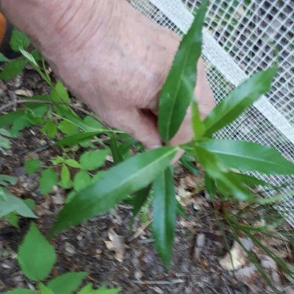 Salix purpurea Blatt