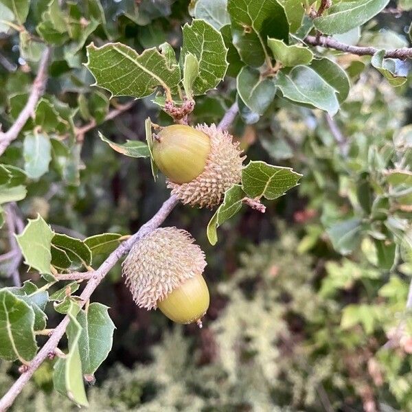 Quercus coccifera Gyümölcs