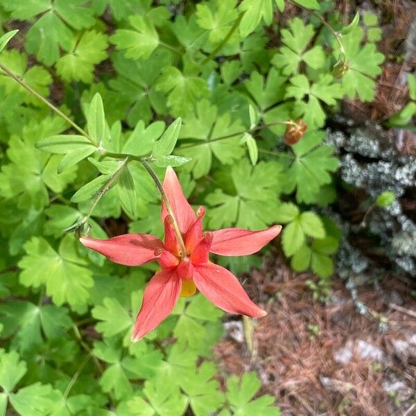 Aquilegia formosa Cvet