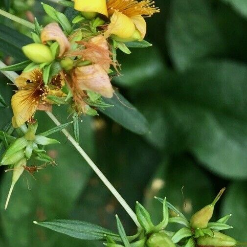 Hypericum prolificum Fruit