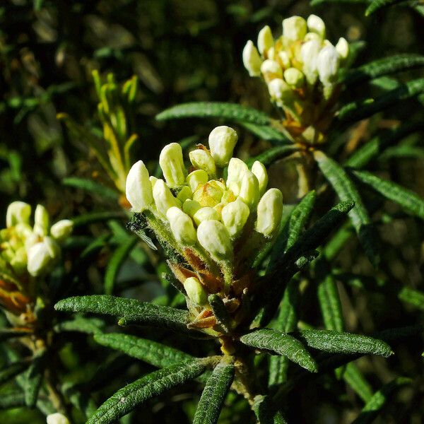 Rhododendron tomentosum Blomst