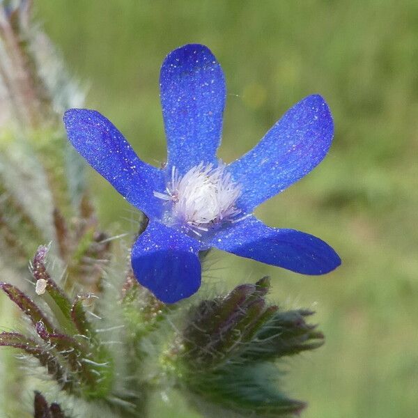 Anchusa azurea Цветок