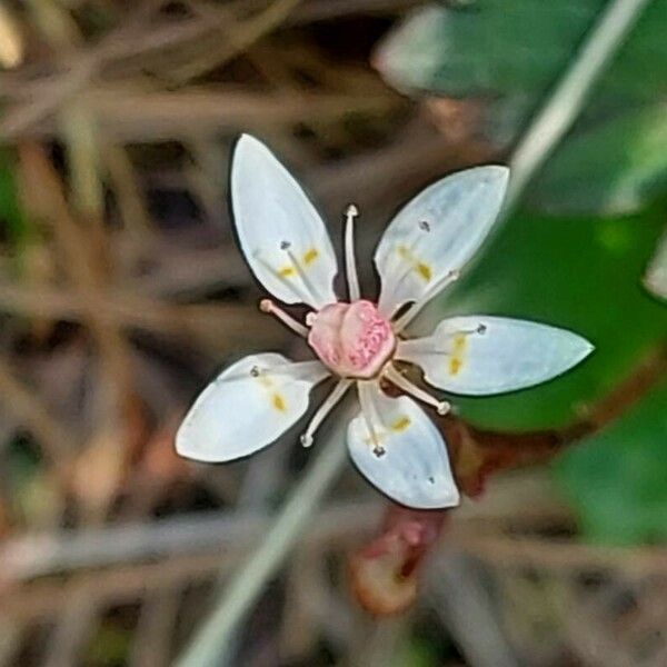 Micranthes stellaris Flower