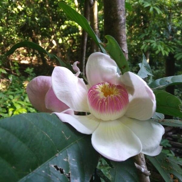 Gustavia augusta Flower