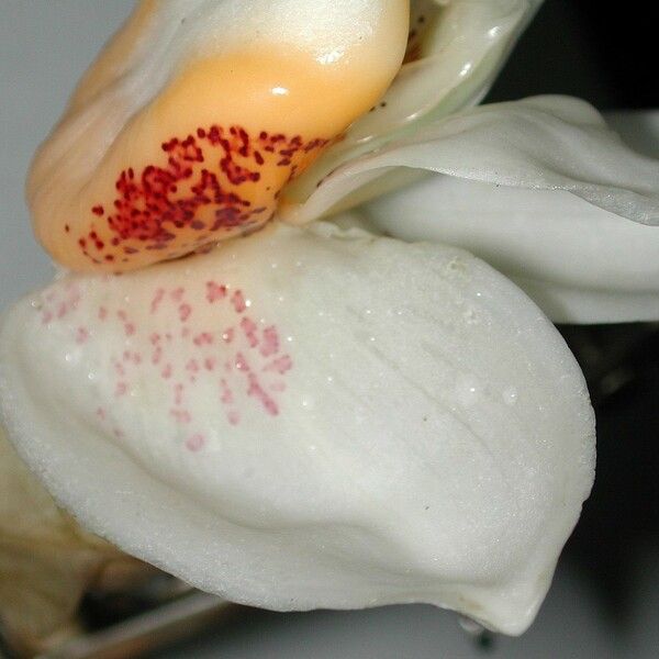 Stanhopea ecornuta Flor