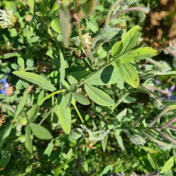 Trifolium alexandrinum 葉