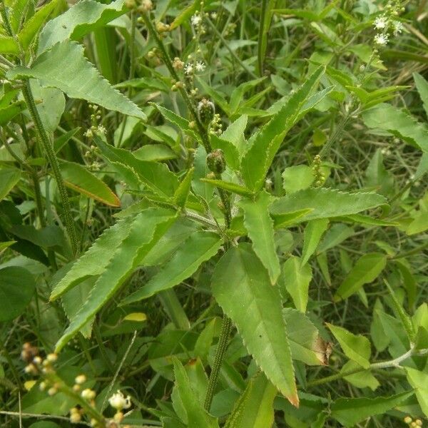 Croton bonplandianus Deilen