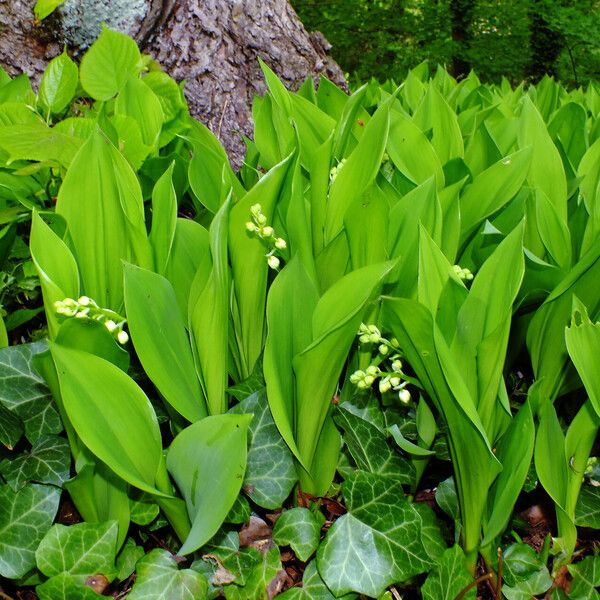 Convallaria majalis Συνήθη χαρακτηριστικά