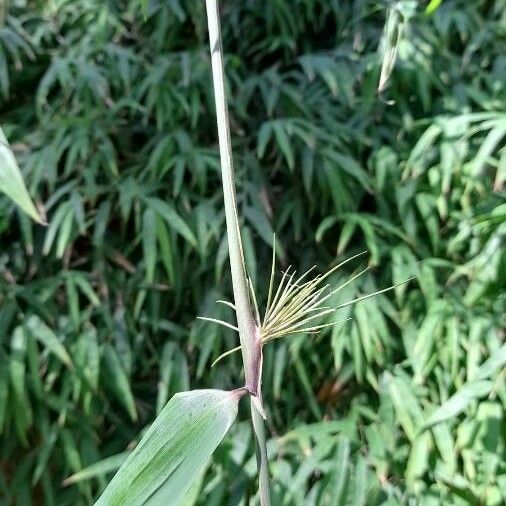 Chusquea ramosissima Leaf