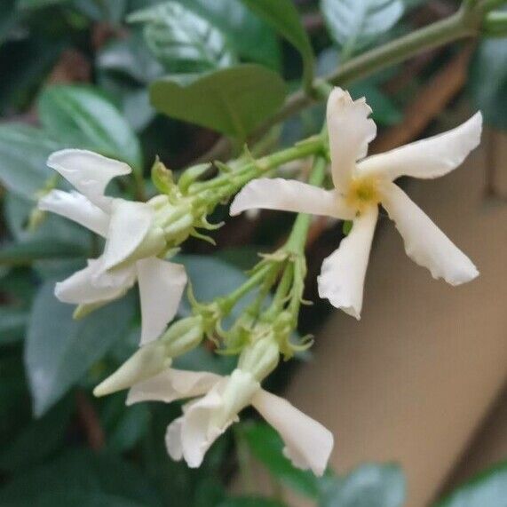 Trachelospermum jasminoides Cvet