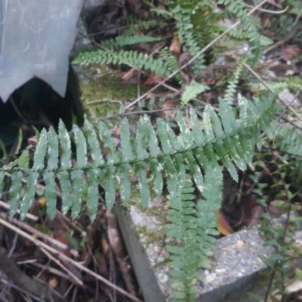 Asplenium platyneuron Frunză