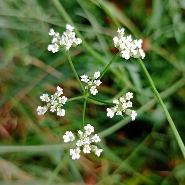 Torilis arvensis Flor