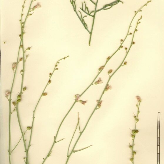 Acanthorrhinum ramosissimum Other