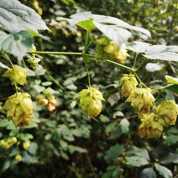 Humulus lupulus Fruit